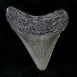 Juvenile Megalodon Tooth #20768-1